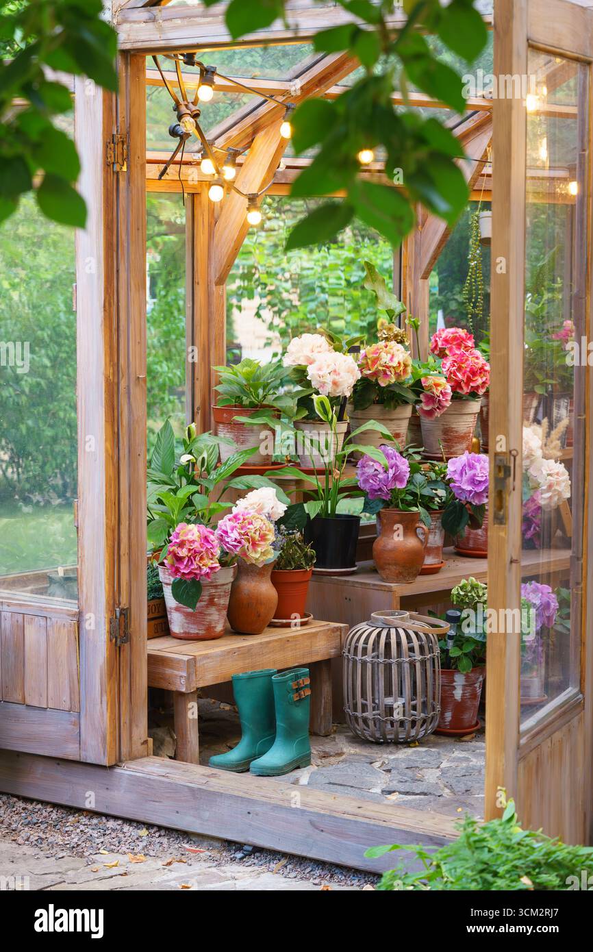 Charmante serre en bois avec hortensias en pot en fleurs et plantes vertes vibrantes, entourée de feuillage d'été, sous des lumières de guirlande dans le jardin Banque D'Images Charmante serre en bois avec hortensias en pot en fleurs et plantes vertes vibrantes, entourée de feuillage d'été, sous des lumières de guirlande dans le jardin Banque D'Images