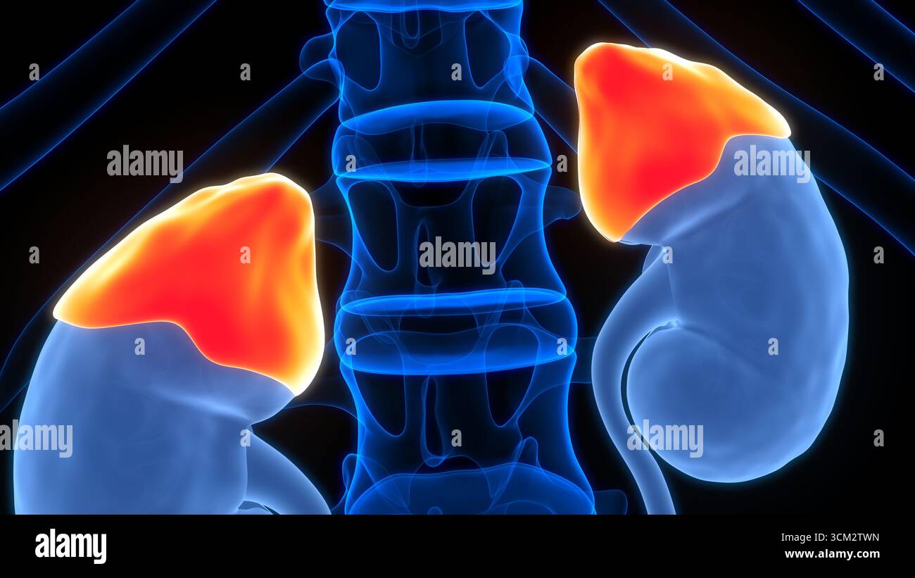 Anatomie des glandes surrénales du corps humain Banque D'Images