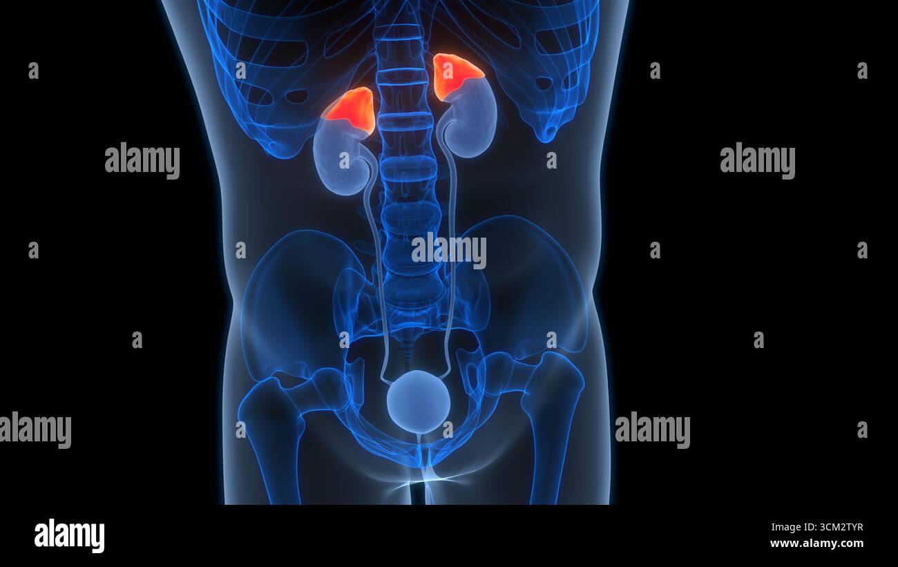 Anatomie des glandes surrénales du corps humain Banque D'Images