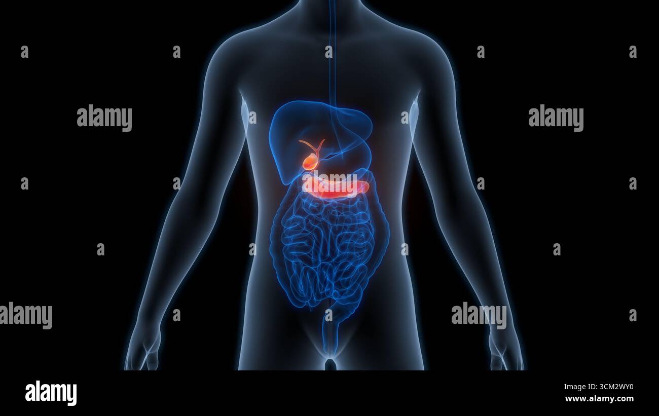 Organes internes humains pancréas avec vésicule biliaire Anatomie Banque D'Images