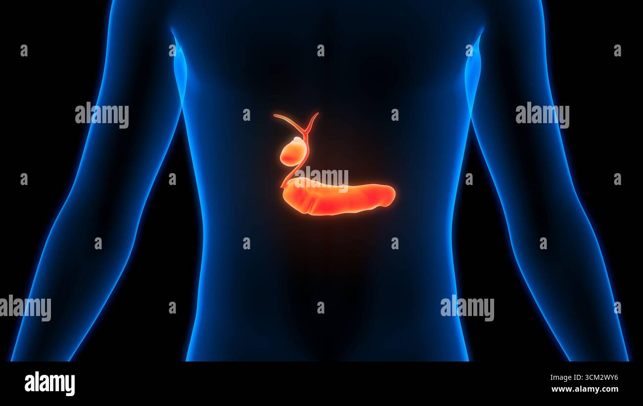 Organes internes humains pancréas avec vésicule biliaire Anatomie Banque D'Images