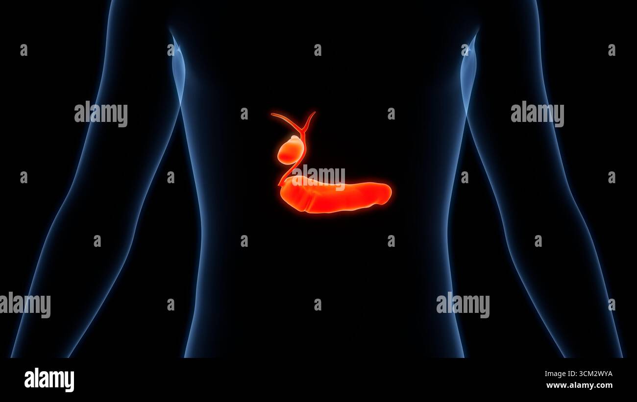 Organes internes humains pancréas avec vésicule biliaire Anatomie Banque D'Images