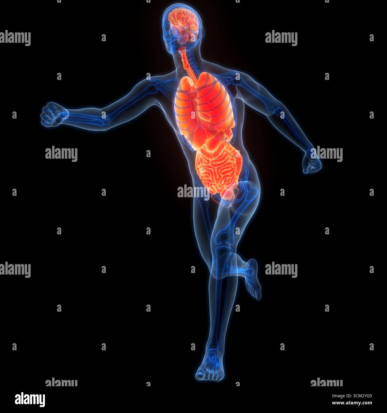 Les droits de l'anatomie des organes internes Banque D'Images