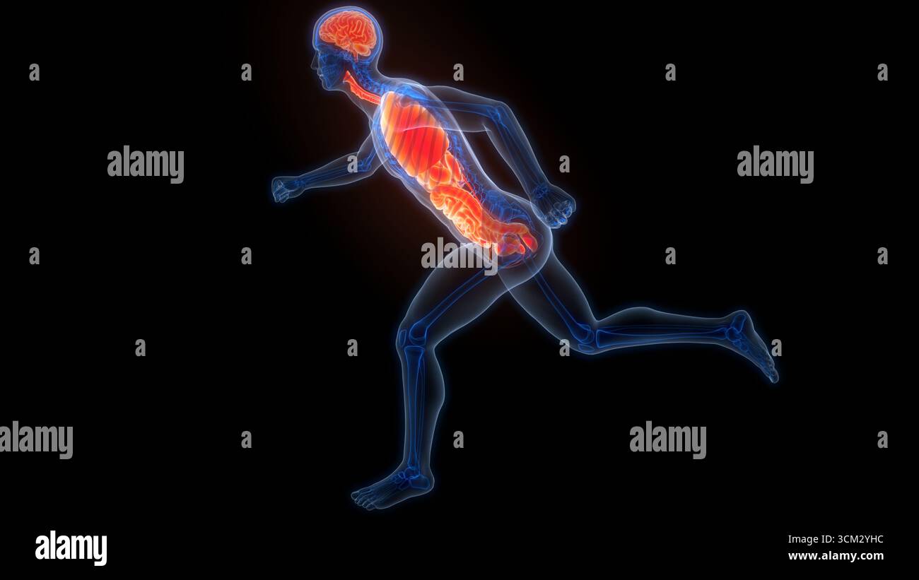 Les droits de l'anatomie des organes internes Banque D'Images