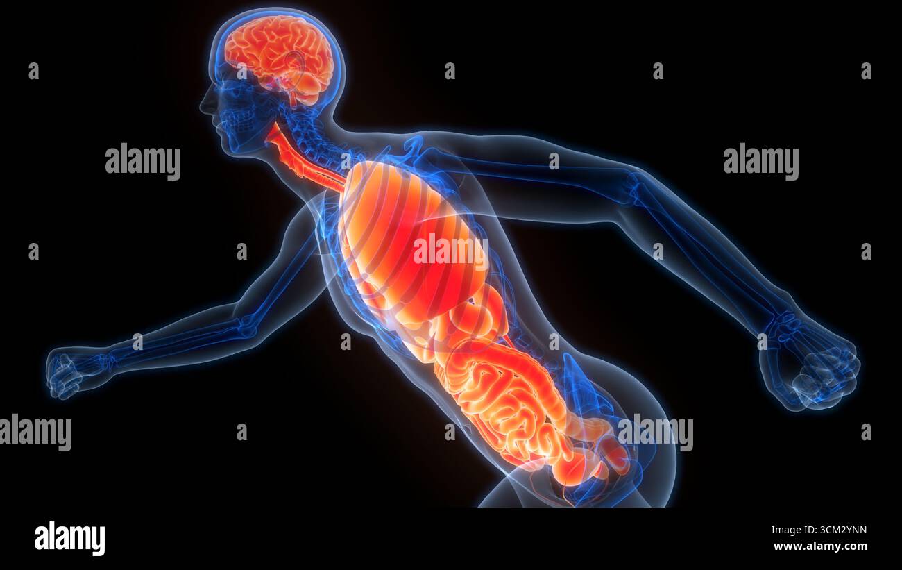 Les droits de l'anatomie des organes internes Banque D'Images
