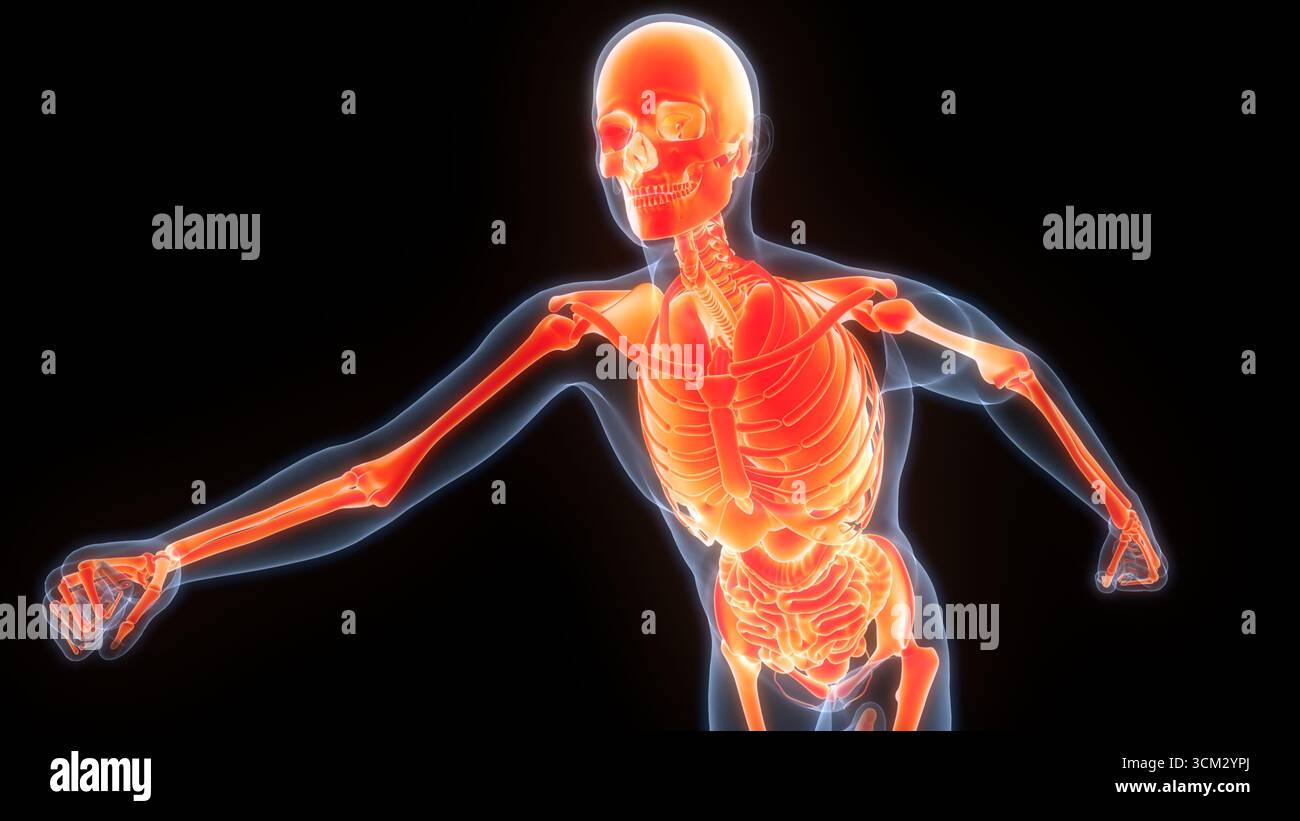 Les droits de l'anatomie des organes internes Banque D'Images