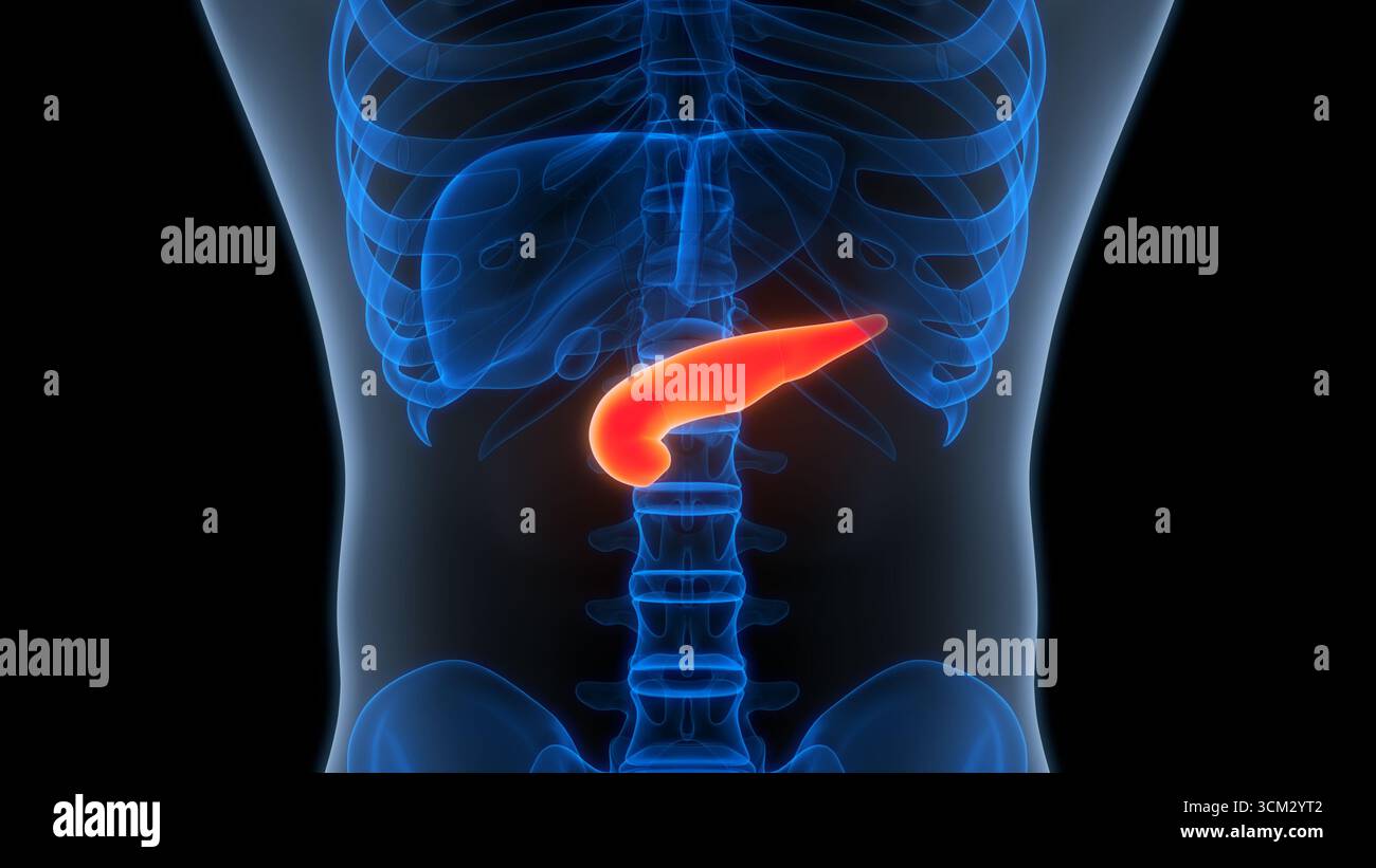 Les organes internes de l'anatomie du pancréas Banque D'Images