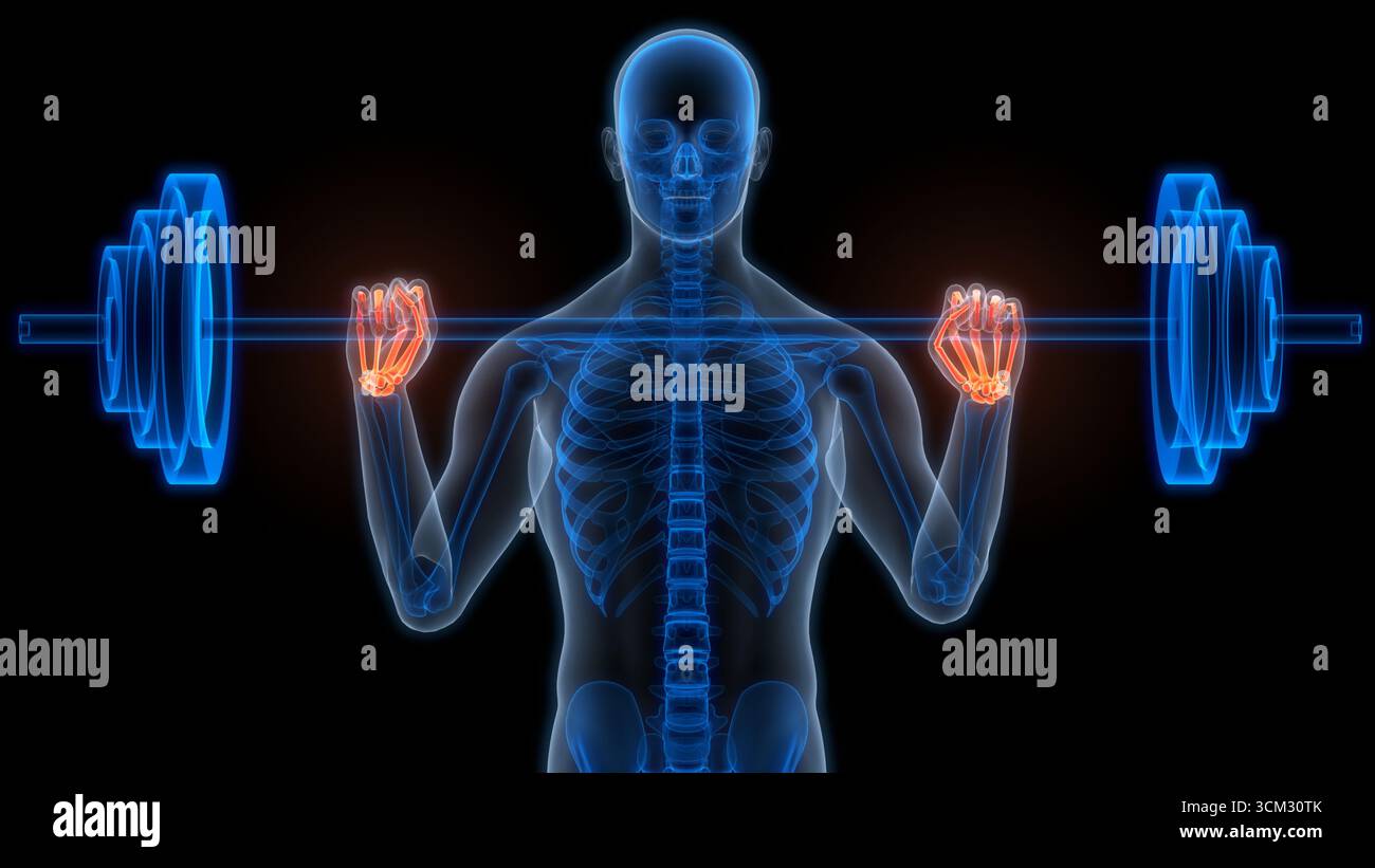 Concept d'illustration 3D du système de squelette humain Palm main OS articulations anatomie Banque D'Images
