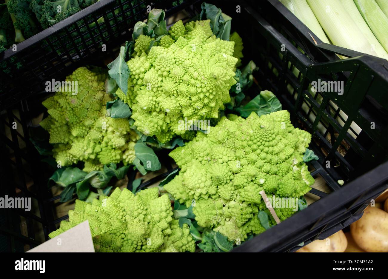 Caisse remplie de choux-fleurs romanesco vert vif (Brassica oleracea Botrytis) exposée à la vente dans une caisse en plastique noir sur le marché Banque D'Images