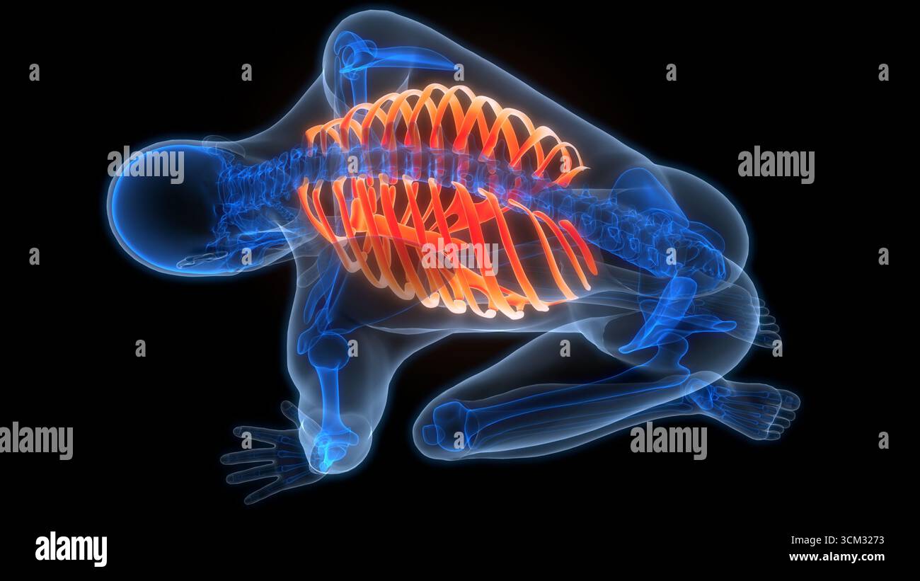 Anatomie Des Joints Osseux De Cage De Nervure Du Système De Squelette Humain Banque D'Images