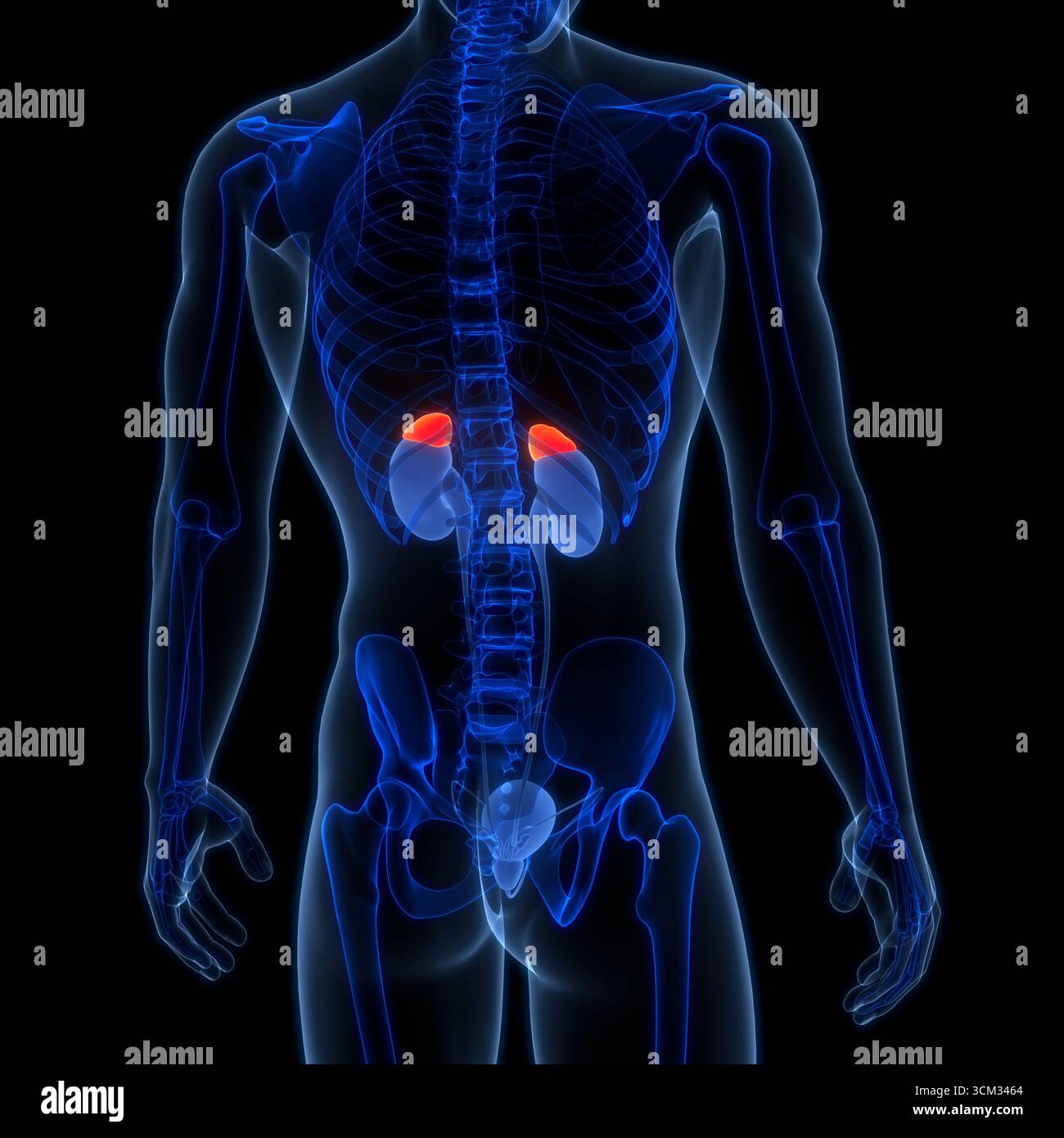 Anatomie des glandes surrénales du corps humain Banque D'Images