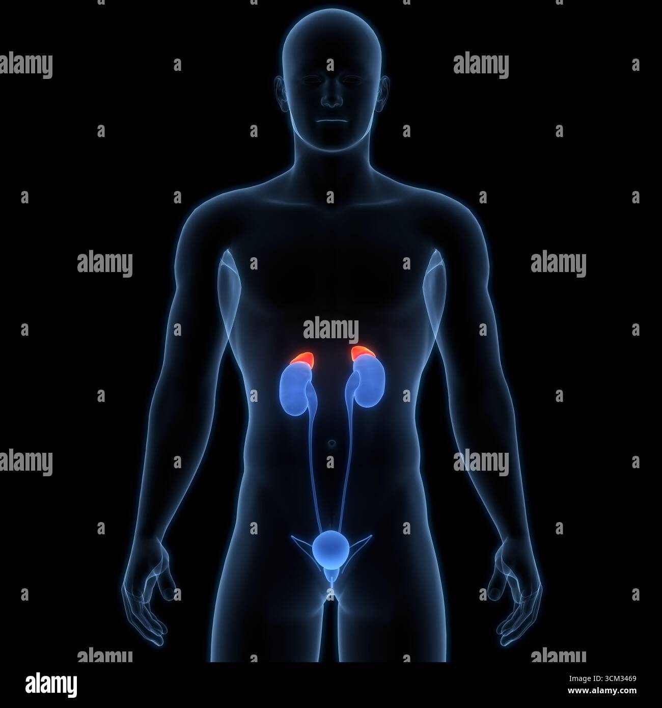 Anatomie des glandes surrénales du corps humain Banque D'Images