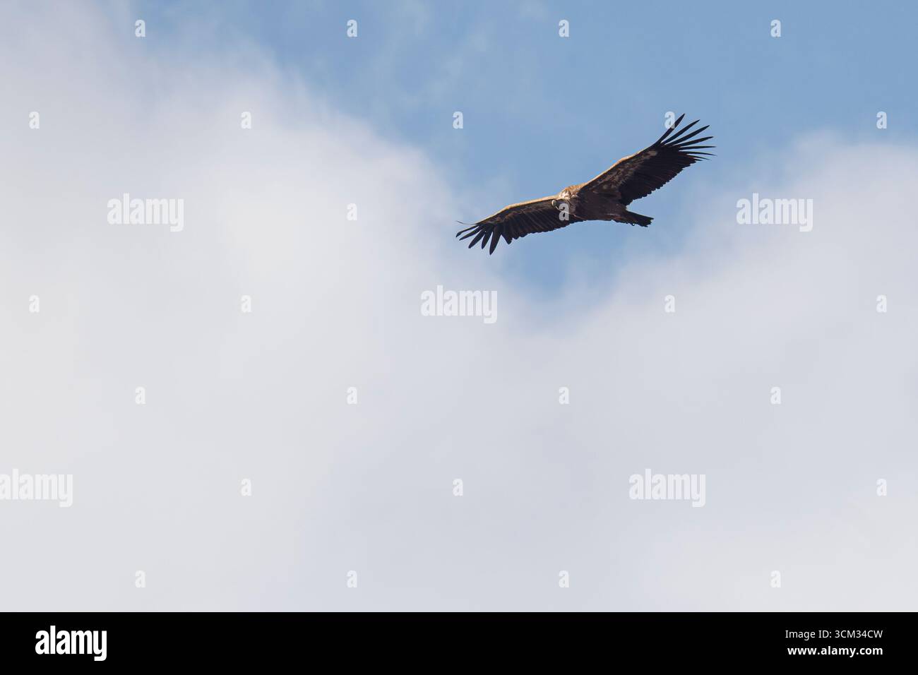 Buitre leonado / Griffon Vulture (Gyps fulvus) Cualedro, Galice, Espagne. Banque D'Images