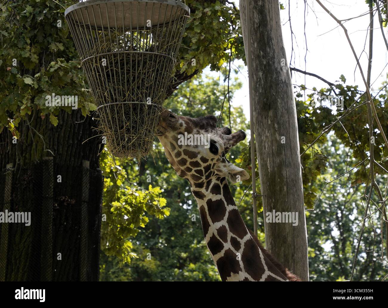 Gros plan d'une girafe mangeuse étirant la tête et le cou pour manger d'un arbre haut Banque D'Images