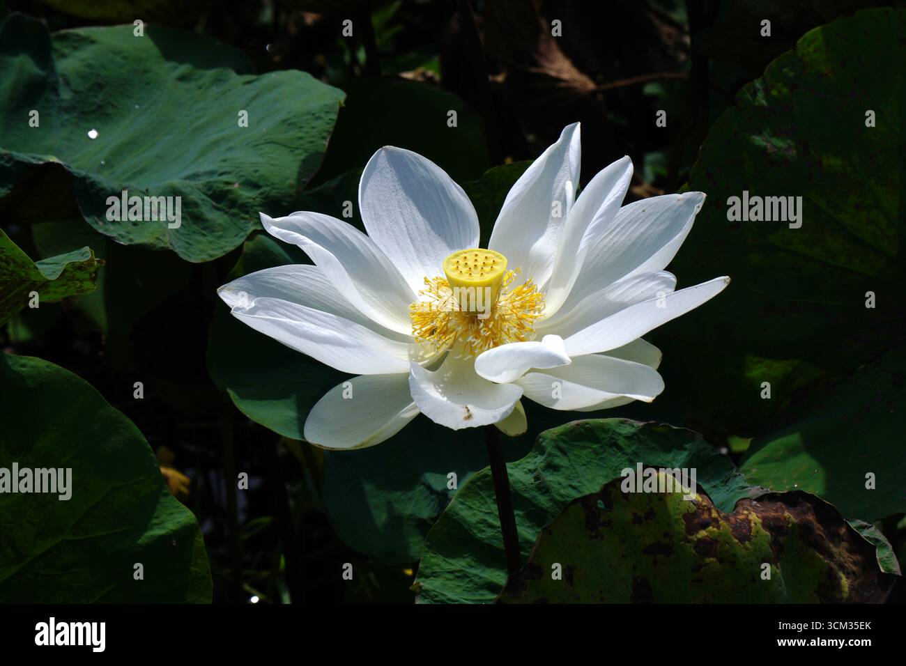 gros plan de lotus blanc ou de fleur de nénuphar Banque D'Images