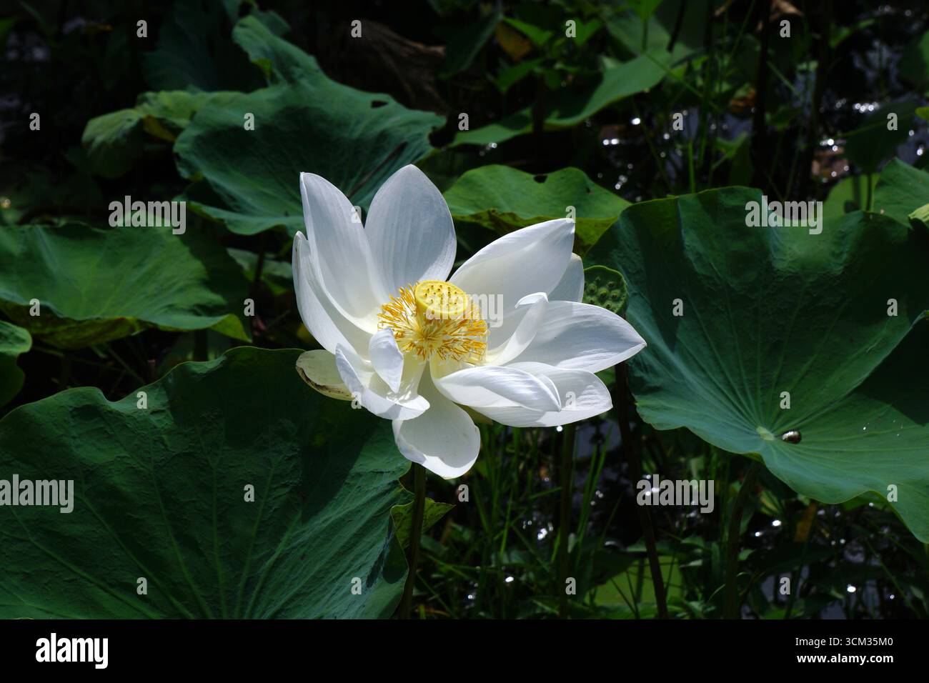 gros plan de lotus blanc ou de fleur de nénuphar Banque D'Images