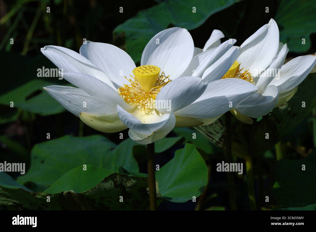 gros plan de lotus blanc ou de fleur de nénuphar Banque D'Images