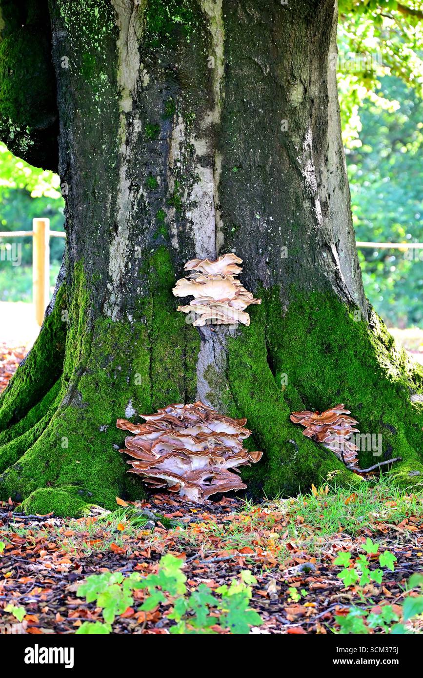 Autour du Royaume-Uni - champignon de la poule des bois (Grifola frondosa) Banque D'Images