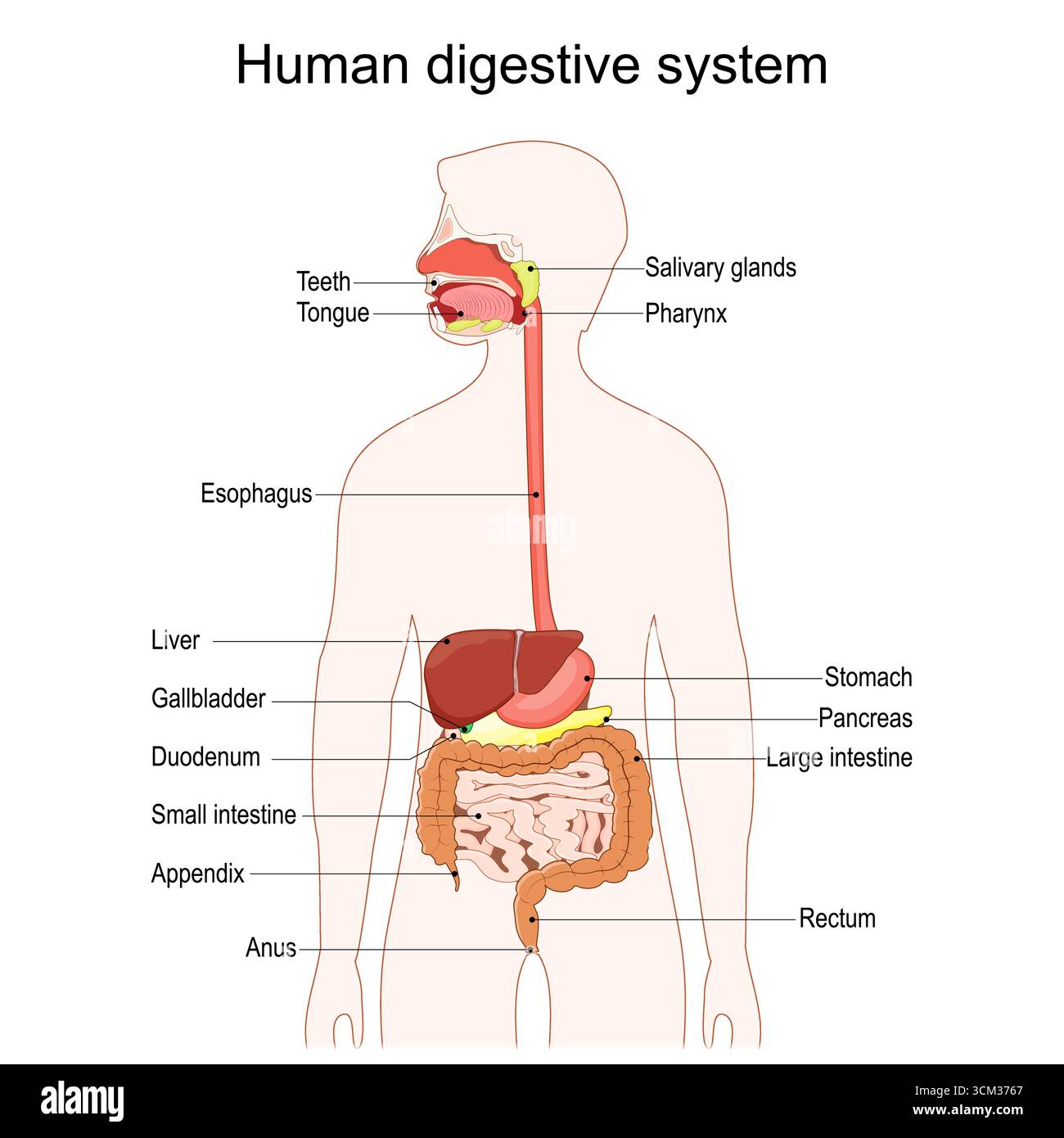L'appareil digestif humain. Schéma complet du système digestif montrant le tractus gastro-intestinal et les organes accessoires tels que la langue, les glandes salivaires, le pancréas, liv Illustration de Vecteur