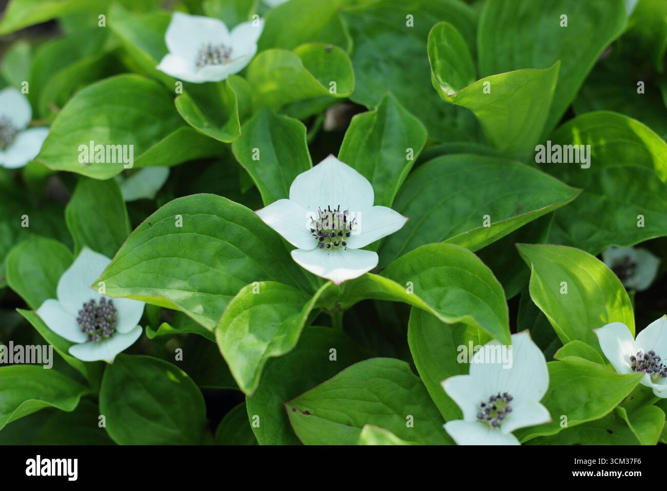 Cornus canadensis, un cornain rampant, avec des bractées blanches distinctives poussant dans une bordure de jardin humide et ombragée. Aussi appelé cornel nain. Cracker Banque D'Images