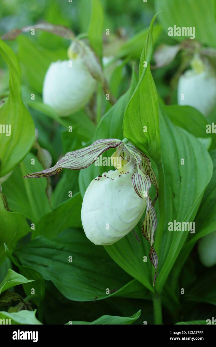 Cypripedium. Grandes poches de fleurs d'orchidée de pantoufle de Lady poussant à l'extérieur dans une bordure de jardin humide et ombragée. ROYAUME-UNI Banque D'Images