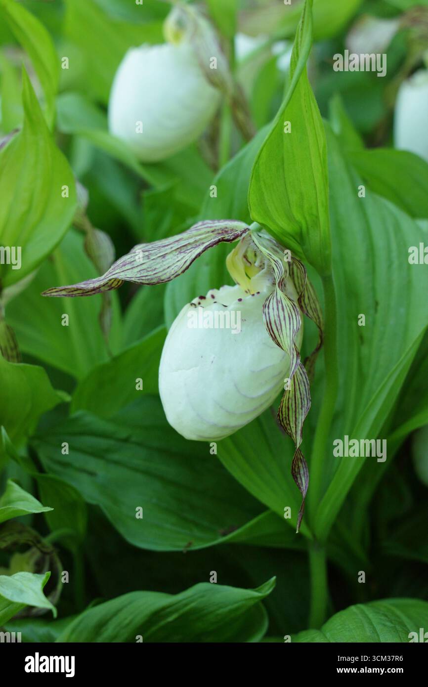 Cypripedium. Grandes poches de fleurs d'orchidée de pantoufle de Lady poussant à l'extérieur dans une bordure de jardin humide et ombragée. ROYAUME-UNI Banque D'Images
