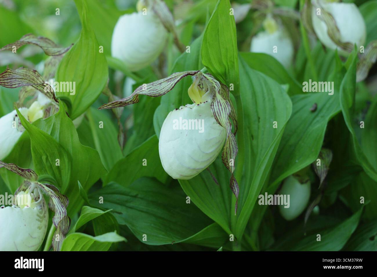 Cypripedium. Grandes poches de fleurs d'orchidée de pantoufle de Lady poussant à l'extérieur dans une bordure de jardin humide et ombragée. ROYAUME-UNI Banque D'Images