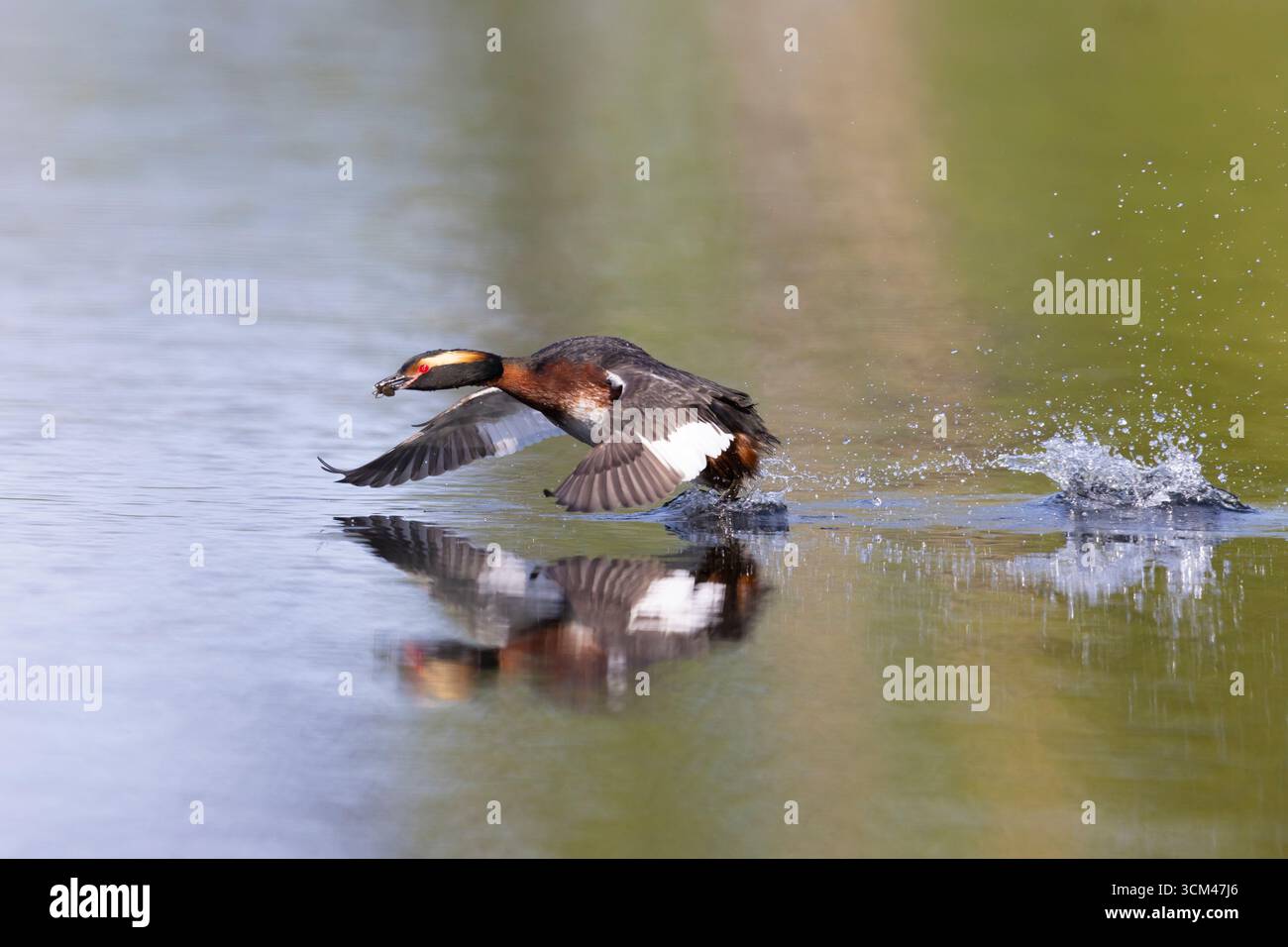 Grebe corné, Podiceps auritus, prenant son envol avec Prey, Vaermland, Suède Banque D'Images