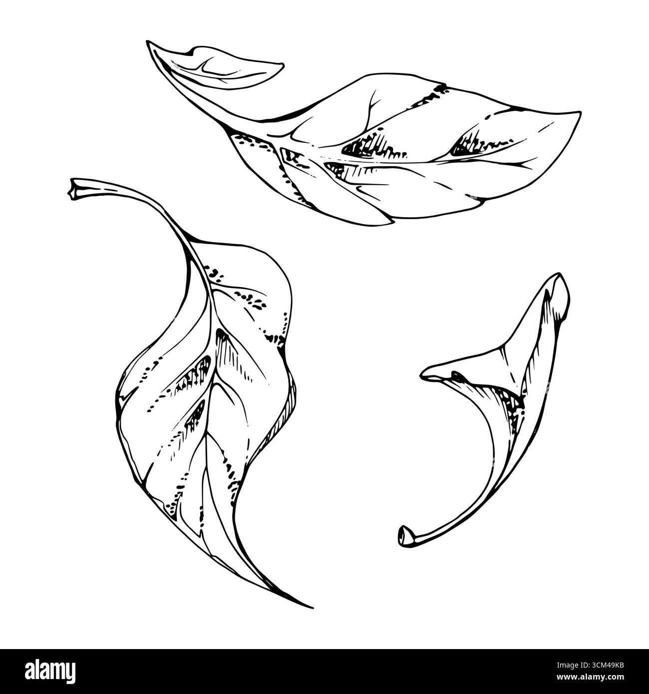 plantes feuilles de fleur, feuillage d'arbre de brousse encre vectorielle dessinée à la main, peuplier lilas hêtre poire cerise pomme. Elément isolé d'illustration botanique Illustration de Vecteur