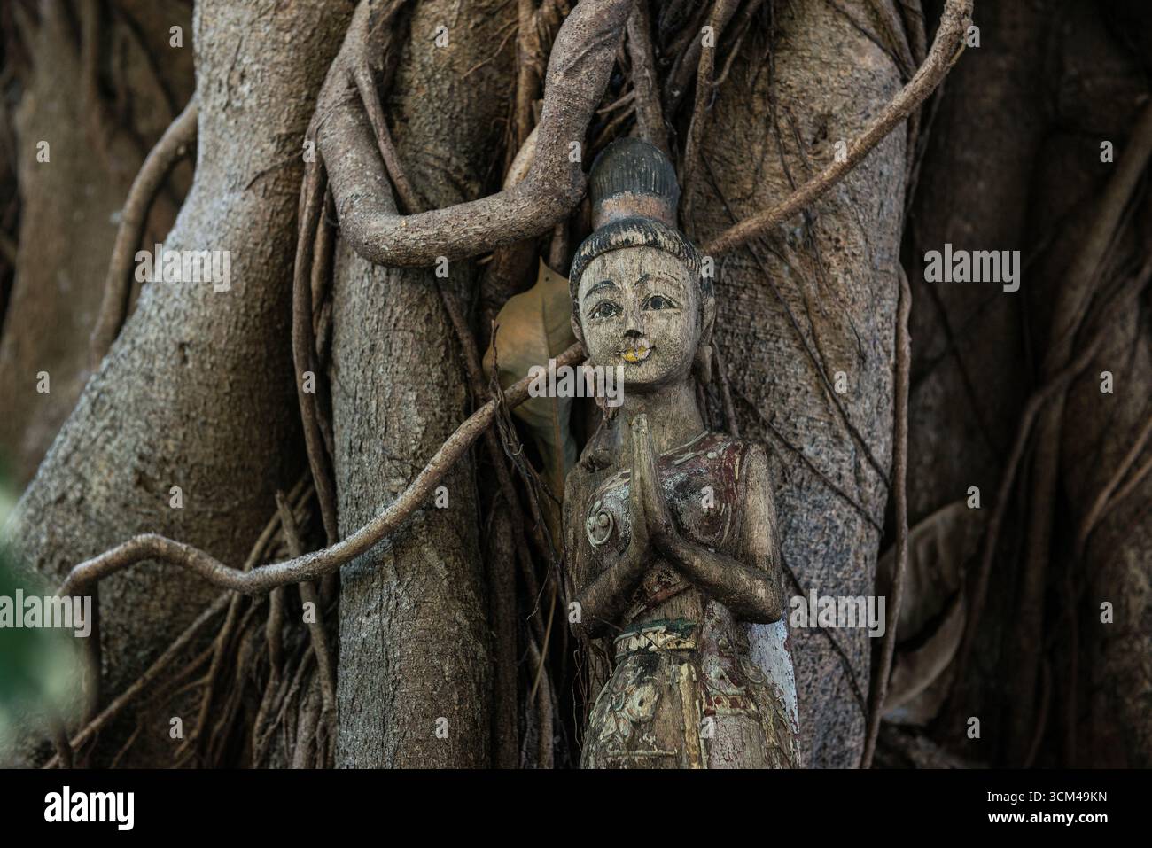 Arbre de Bodhi, Ficus religiosa, figure en bois, plage de Loh Dalum, Koh Phi Phi, baie de Phang Nga, Krabi, Thaïlande Banque D'Images