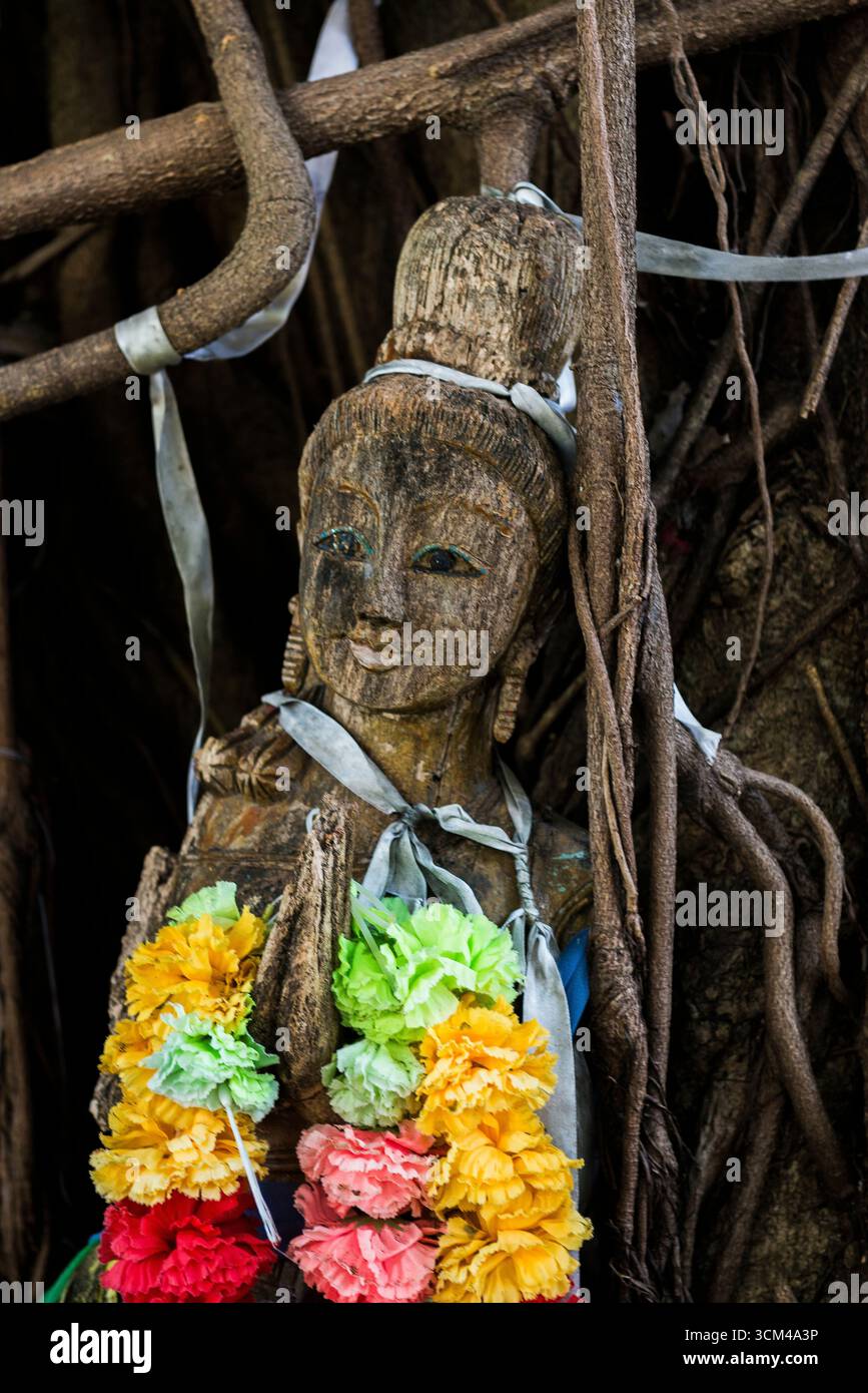 Arbre de Bodhi, Ficus religiosa, figure en bois, plage de Loh Dalum, Koh Phi Phi, baie de Phang Nga, Krabi, Thaïlande Banque D'Images