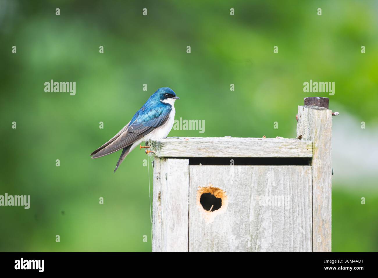 Tristesse avalez assis sur un nichoir Banque D'Images