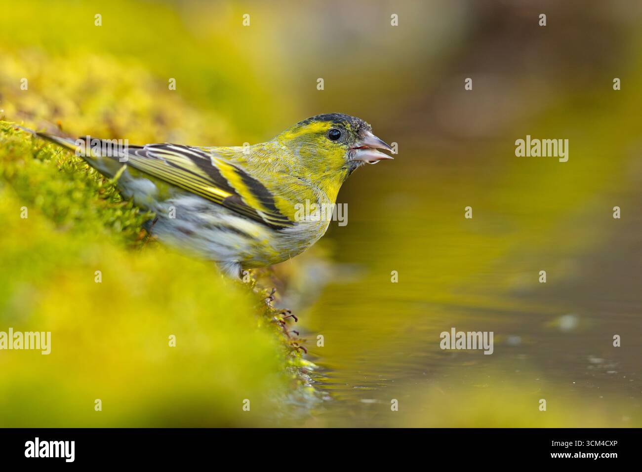 Un minuscule siskin (Spinus spinus) dans une piscine de boisson de la forêt sur une chaude journée de printemps Banque D'Images