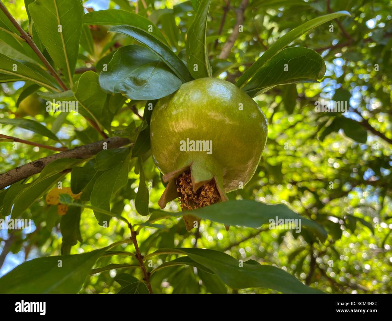 Une grande grenade verte et non mûre pend à une branche feuillue. Il est entouré de feuilles vertes éclatantes, avec la lumière du soleil qui jette à travers le feuillage. Banque D'Images