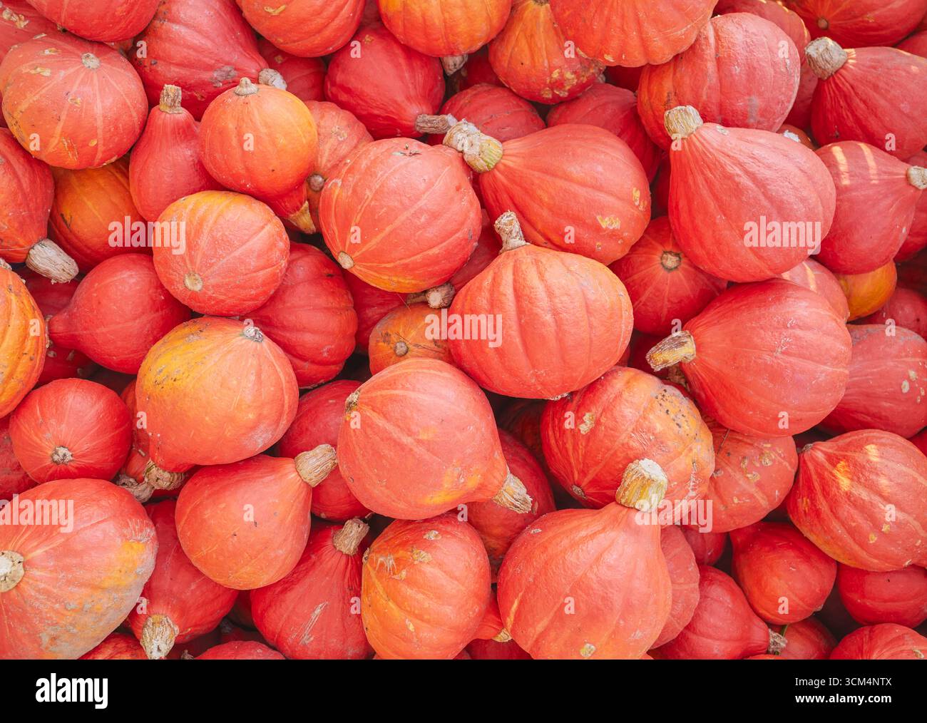 Photo de courge rouge kuri (citrouille Hokkaido), mise au point sélective. Banque D'Images
