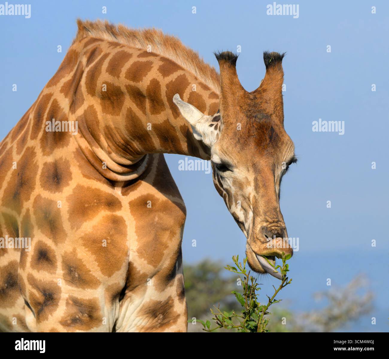 Girafe de Rothschild (Giraffa camelopardalis rothschildi) se nourrissant de feuilles vertes, parc national du lac Nakuru, Kenya. Banque D'Images