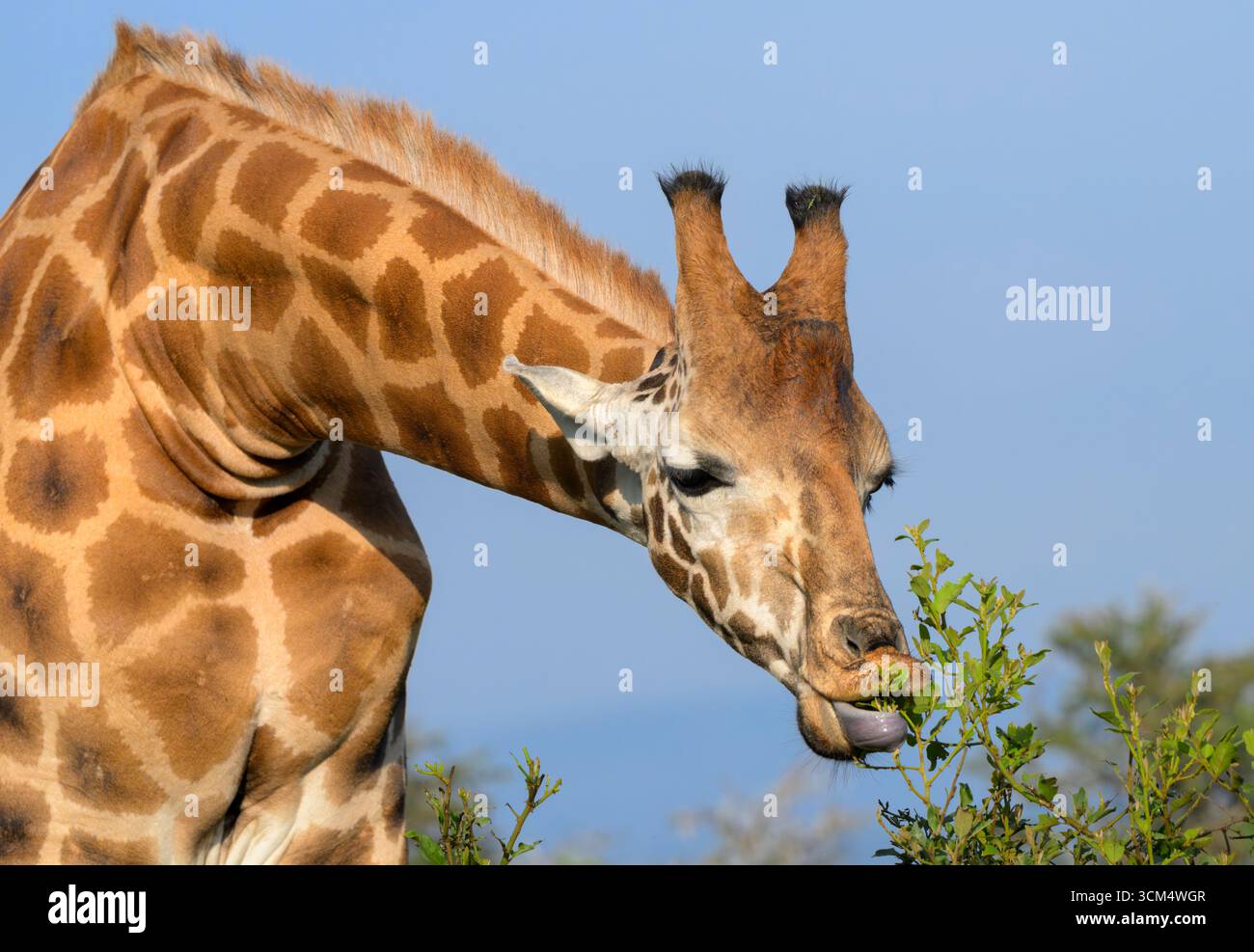 Girafe de Rothschild (Giraffa camelopardalis rothschildi) se nourrissant de feuilles vertes, parc national du lac Nakuru, Kenya. Banque D'Images