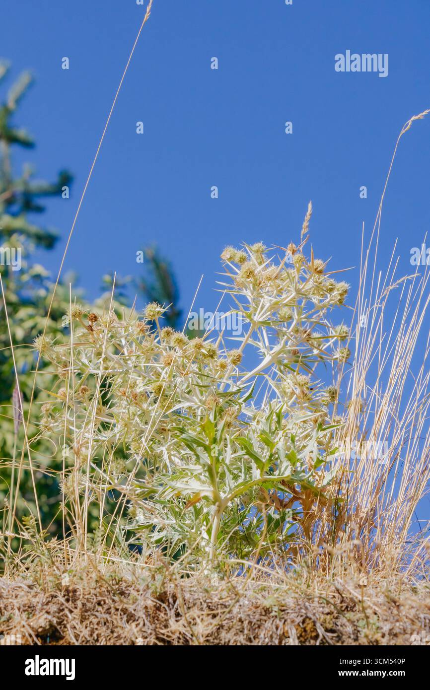 Un chardon sauvage aux feuilles épaisses et aux tiges sèches se dresse haut dans un pré ensoleillé, contrastant avec le ciel bleu clair, symbolisant la résilience et le natu Banque D'Images