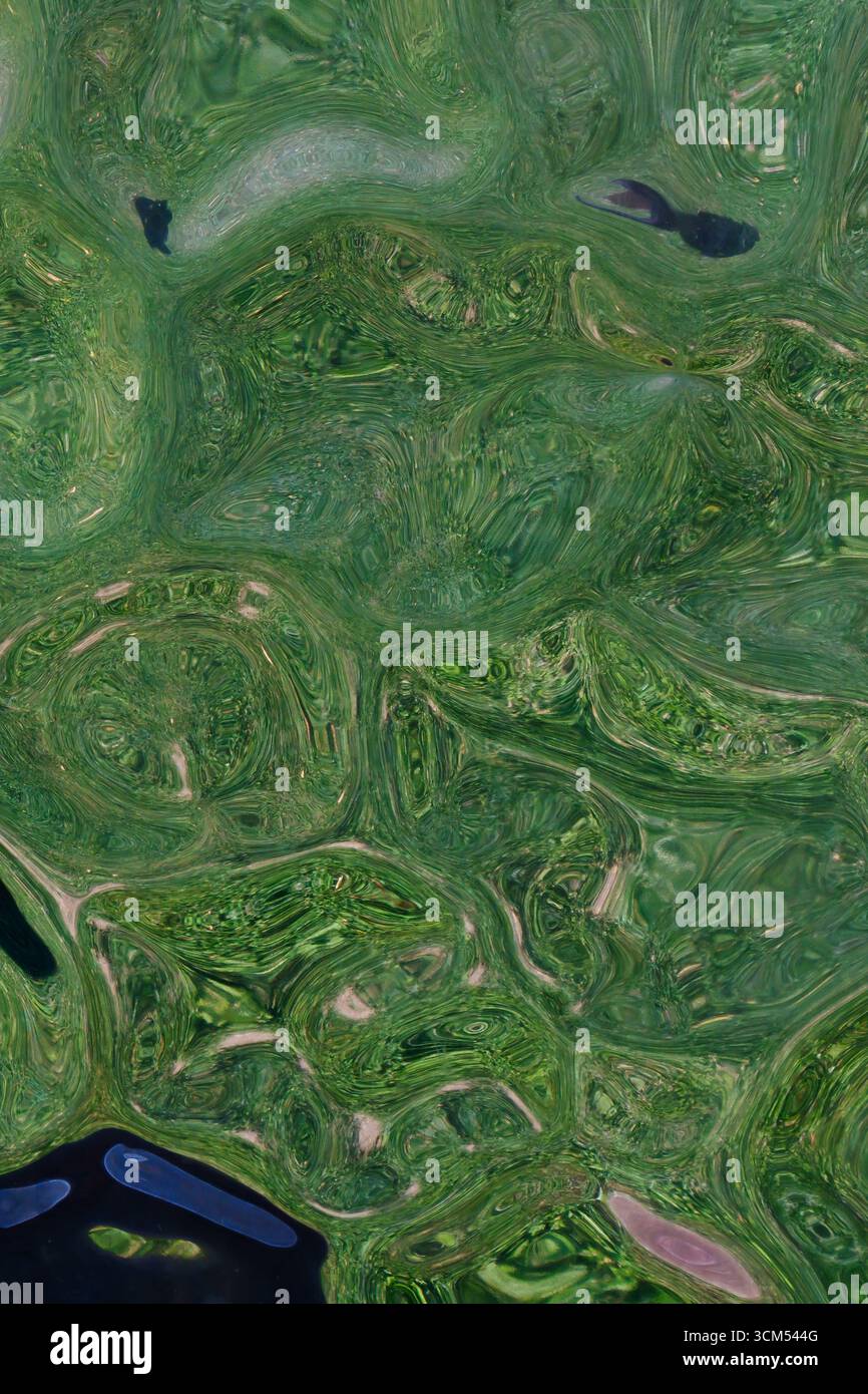 Gros plan d'un reflet abstrait dans l'eau, montrant des motifs verts tourbillonnants et des distorsions naturelles qui créent des textures organiques et artistiques visuelles Banque D'Images