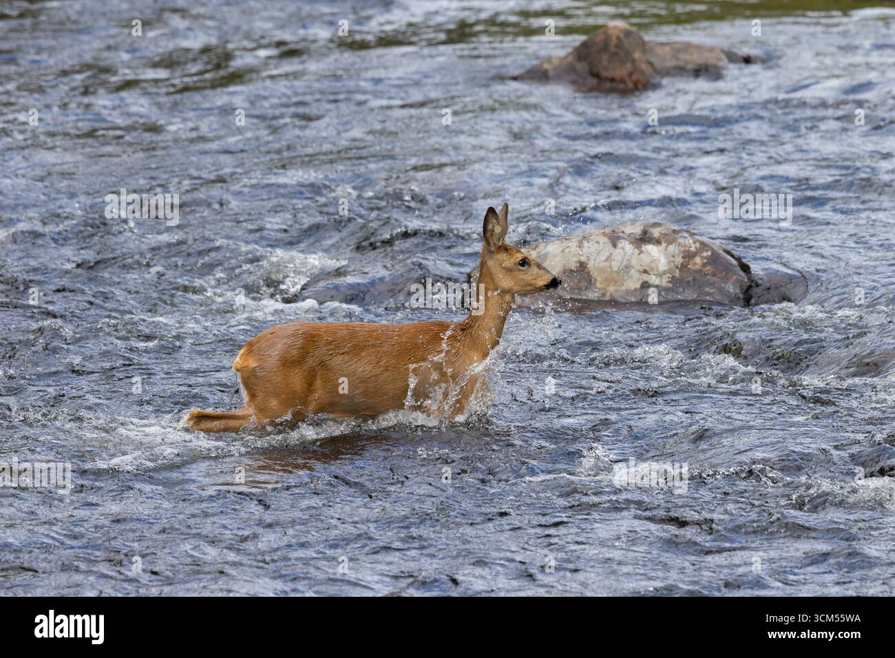 Cerf rosé, Capreolus capreolus, biche traversant une rivière, Vaermland, Suède Banque D'Images