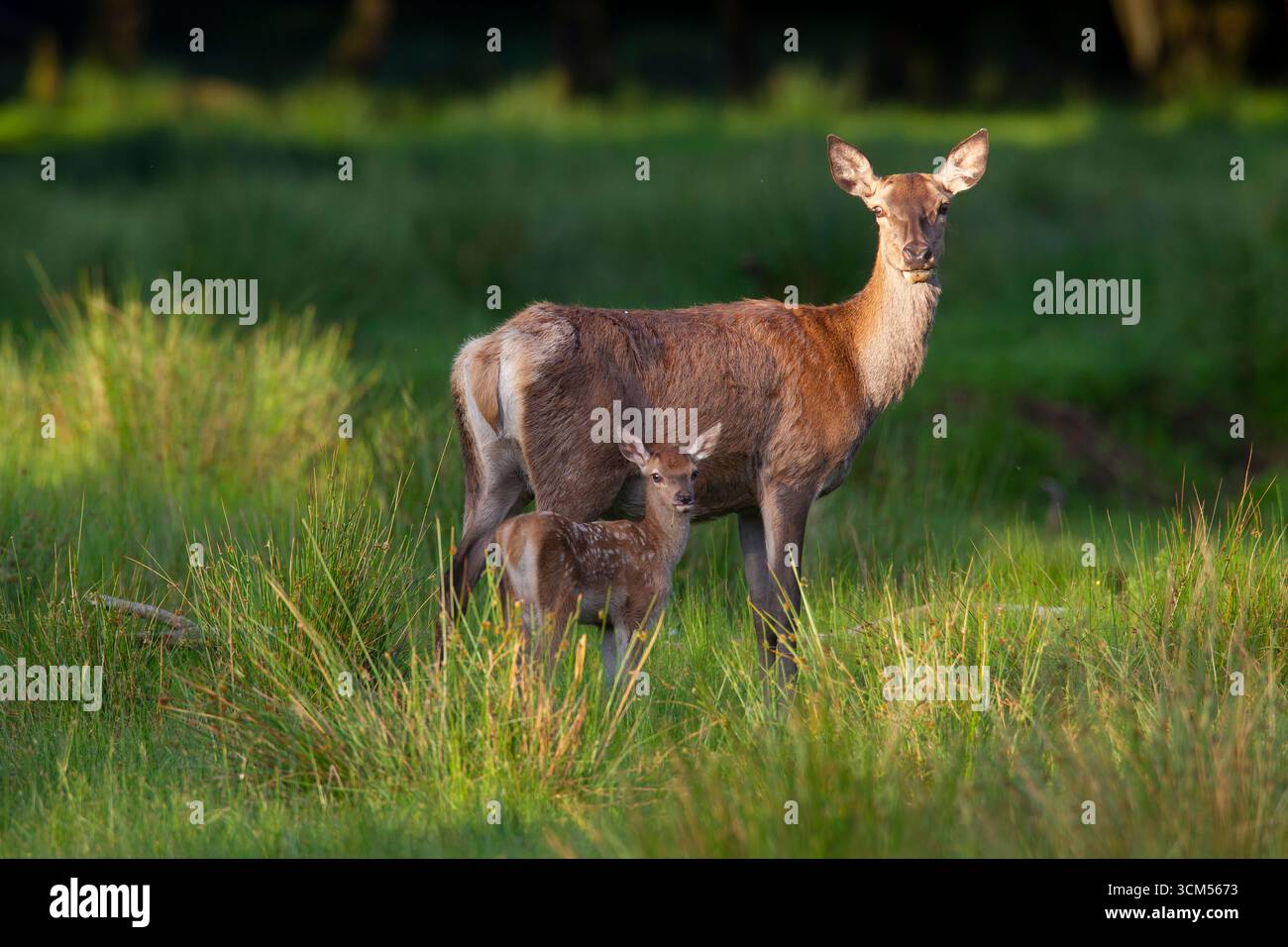Cerf rouge, Cervus elaphus, avec veau en été, Schleswig-Holstein, Allemagne Banque D'Images