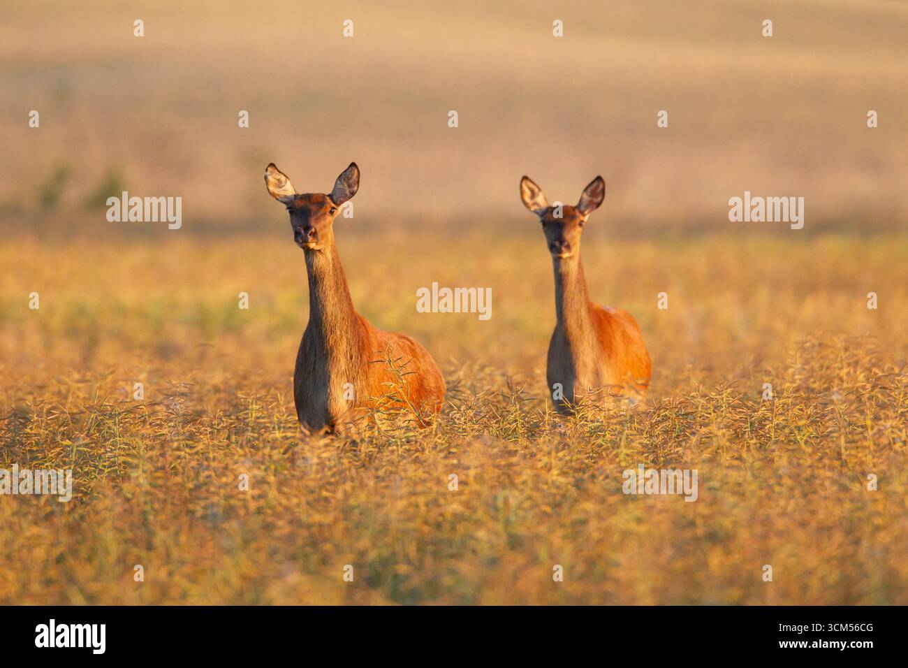 Cerf rouge, Cervus elaphus, dans un champ de colza, province de Scania, Suède Banque D'Images