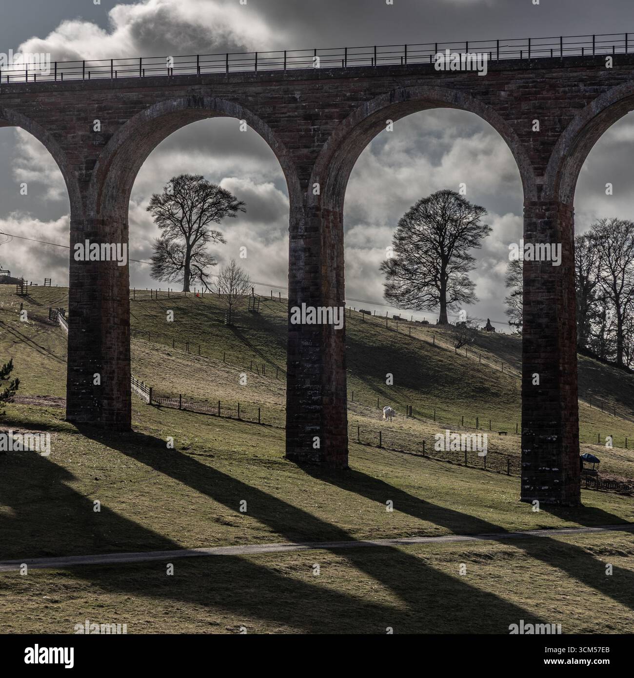Des arbres se dressent entre les arches du viaduc Leaderfoot sur la rivière Tweed. Banque D'Images