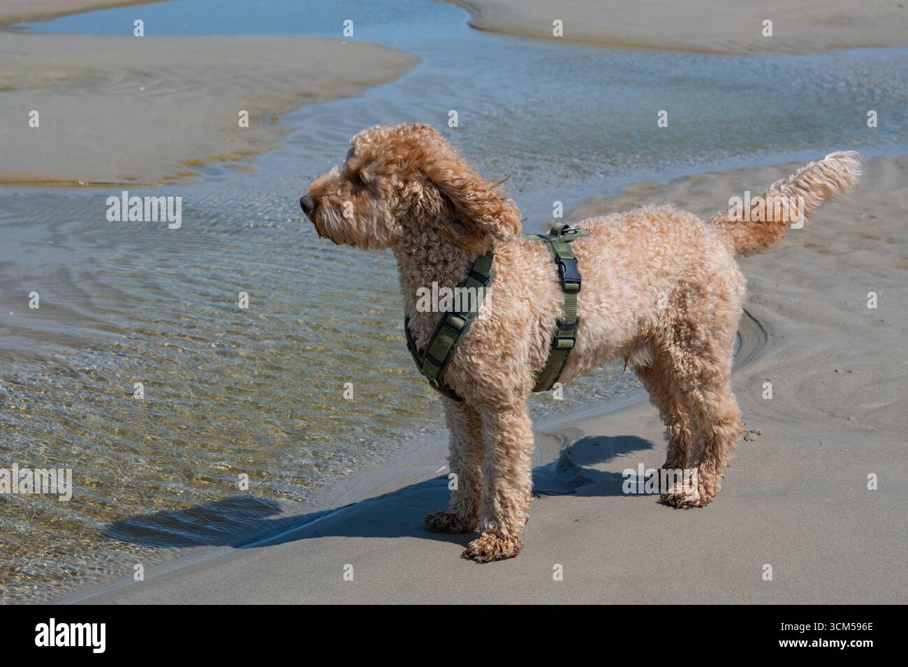 Un caniche explore une plage de sable fin à marée basse Banque D'Images
