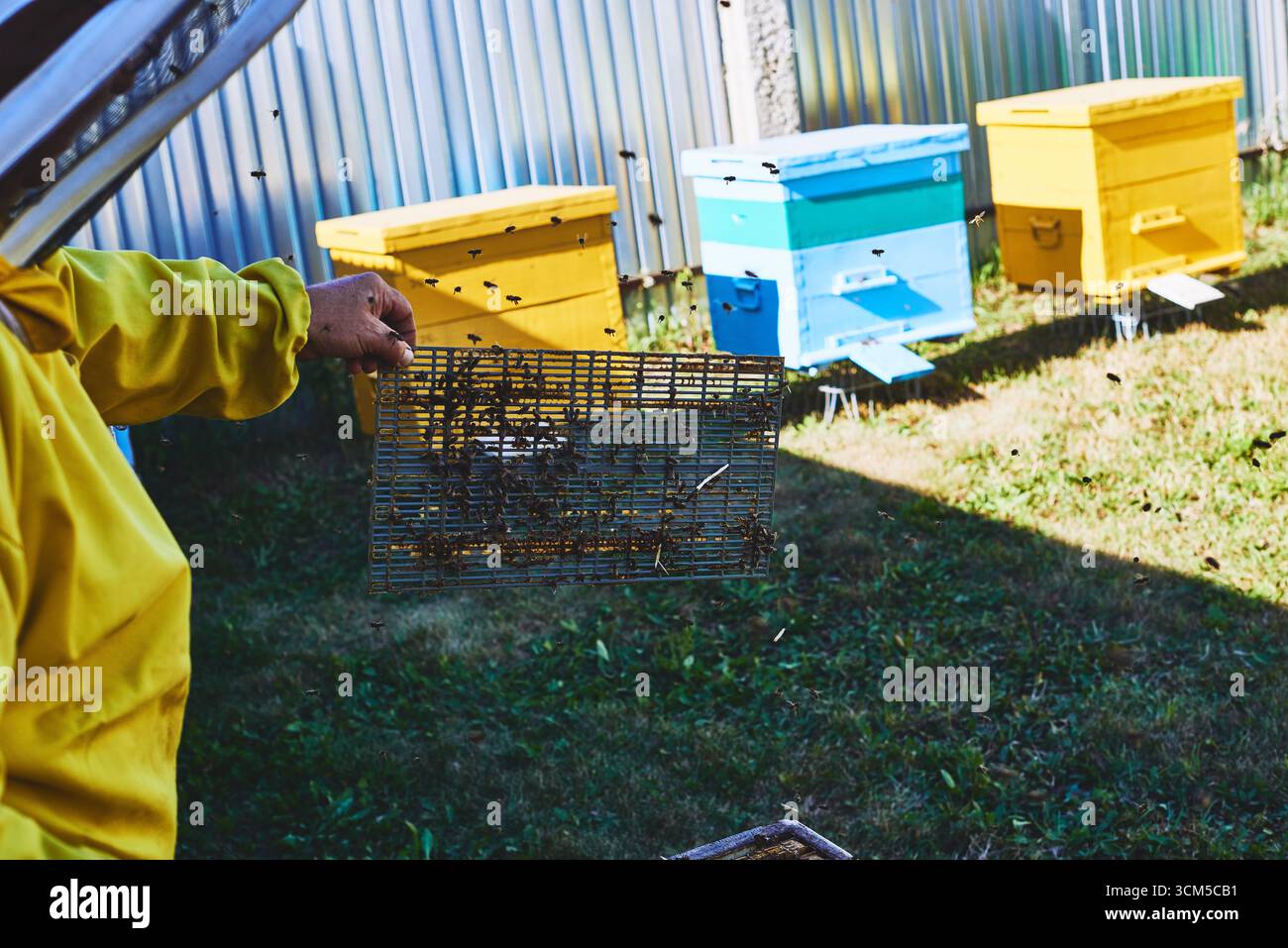 Homme d'âge moyen tenant un cadre apicole près de ruches colorées à l'extérieur, abeilles volant autour du rucher, s'engageant dans l'activité apicole le jour ensoleillé Banque D'Images