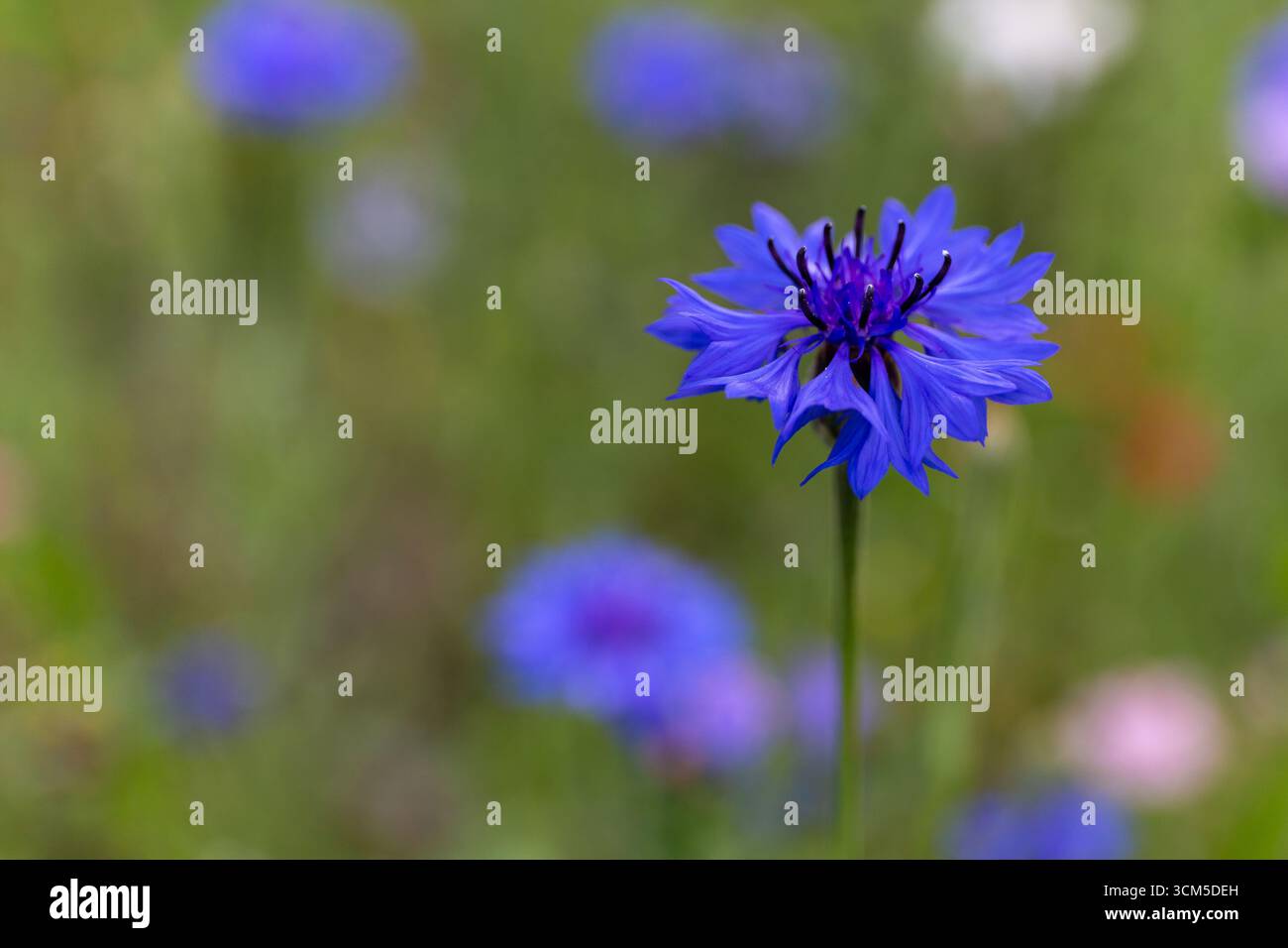 Bleuet (Centaurea cyanus, bouton de Bachelor) tête de fleur avec pétales bleus, vue rapprochée de fleur avec fond flou avec d'autres bleuets. Banque D'Images