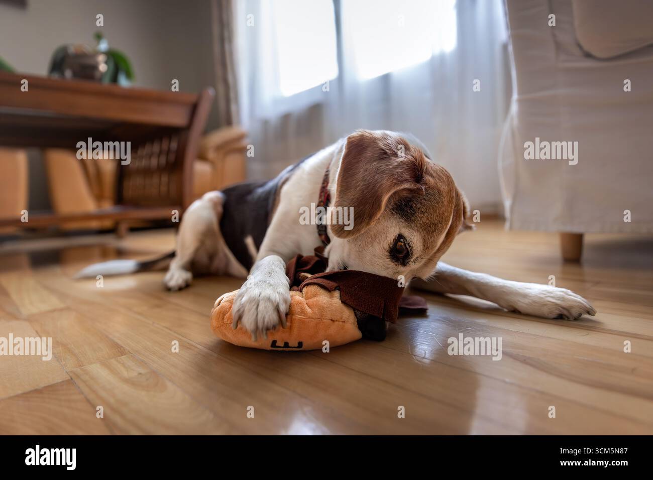 Beagle Dog jouant avec le jouet en peluche interactif à l'intérieur Banque D'Images