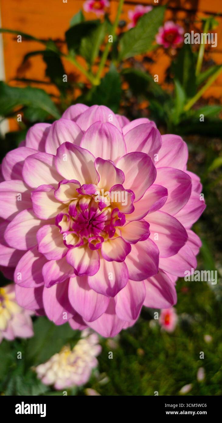 Un beau dahlia vibrant Banque D'Images