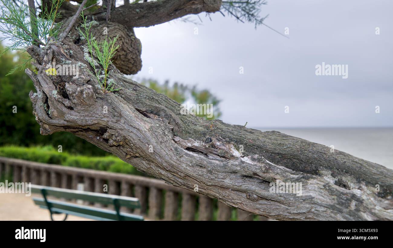 Gros plan d'une branche d'arbre nouée avec des brindilles fraîches germées dans un parc, symbolisant la croissance et la résilience Banque D'Images