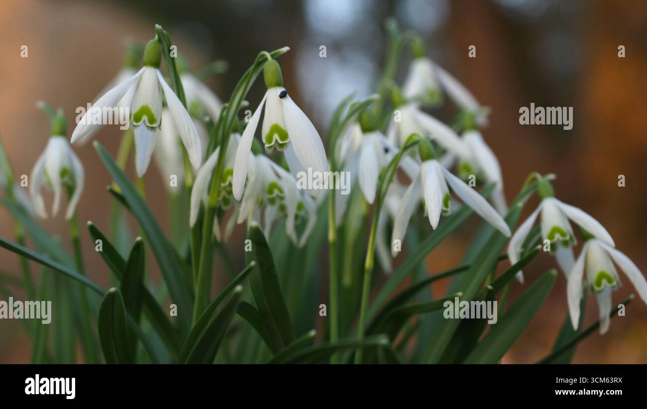 Textile japonais traditionnel avec grue Origami et symboles du festival - gouttes de neige délicates dans la lumière douce du soir, marquant l'arrivée tranquille de l'Early sp Banque D'Images